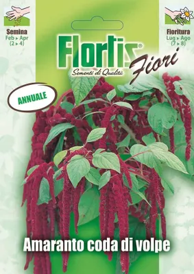 Produktbild von Garten-Fuchsschwanz | Fuchsschwanzsamen von Flortis