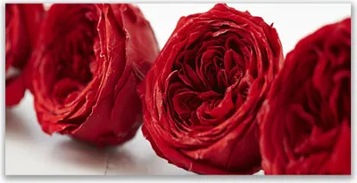 Produktbild von Glasbilder 140x70 Wandbild Druck auf Glas Rosen Pflanzen