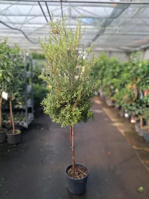 Produktbild von Callistemon Captain Cook Stämmchen 180–200 cm – Zylinderputzer / Flaschenputzerbaum, immergrün & blühfreudig im Topf