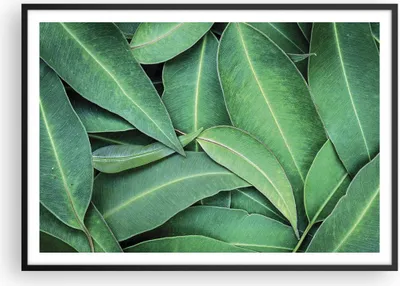 Produktbild von Gerahmtes Poster - Schwarzer Rahmen - Blätter Eukalyptus Natur - 100x70 cm - Wand Bild - Wanddeko - Wandbilder - Kunstposter - Wandposter - Bilderrahmen - Bilder - Kunstdruck - P2BAA100x70-4933