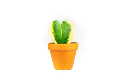 Obrázok produktu pre Gardners Hoya kerrii bicolor, priemer 6 cm