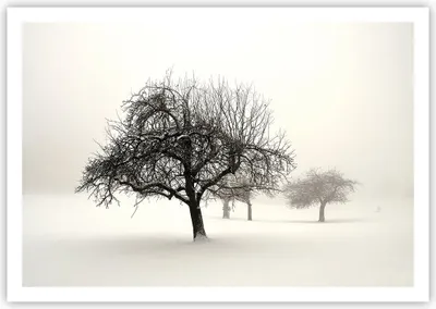 Produktbild von Poster - Poster ohne Rahmen - Bäume Schnee Nebel - 100x70 cm - Wand Bild - Wanddeko - Wandbilder - Kunstposter - Wandposter - Bilder - Kunstdruck - Wanddekoration - Wandbild - P2XAA100x70-4136