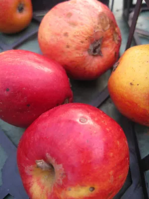 Produktbild von Malus Ostfriesischer Herbstcalvill - Herbstapfel