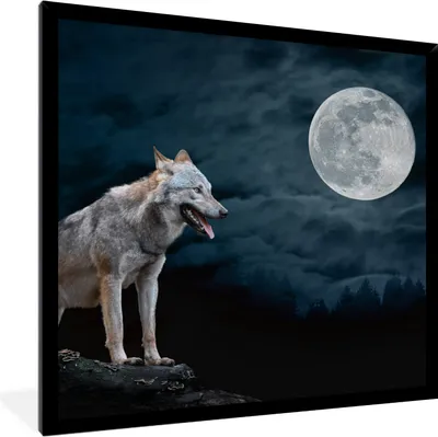 Produktbild von MuchoWow® Gerahmtes Poster Wolf - Mond - Nacht - Tiere - Porträt 40x40 cm - Poster mit Schwarzem Bilderrahmen Wandposter Rahmen Foto Bilder - Mit Rahmen - Wanddekoration Schlafzimmer