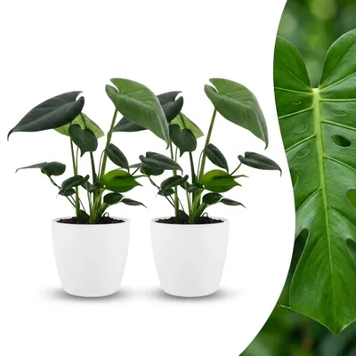 Produktbild von Green boutiQ - Monstera Deliciosa - Fensterblatt - 2 Pflanzen - mit Weißem Topf - Topf 12cm - Höhe - 30cm