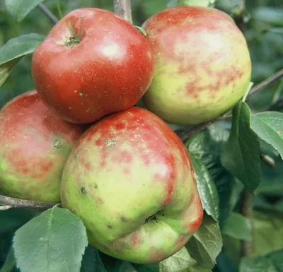 Several apples are growing on a tree branch, surrounded by green leaves.