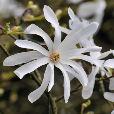 Produktbild von Magnolia Stellata 2L