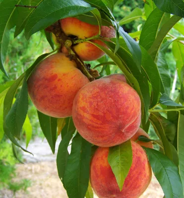 Produktbild von Pfirsichbaum ´HARBINGER´ Unterlage Rakoniewiczka, wurzelnackt
