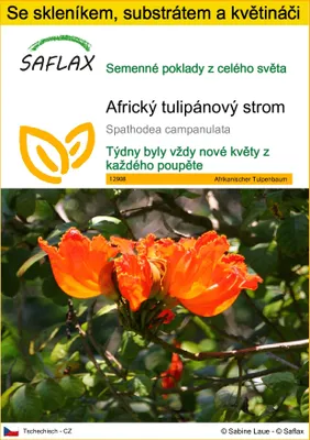 Obrázek produktu pro SAFLAX Kultivační sada - Africký tulipánový strom - Spathodea campanulata - 30 Semena - S mini skleníkem, pěstebním substrátem a 2 květináči