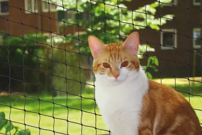 Produktbild von Nobby Katzenschutznetz schwarz Größe S 2 x 3 m