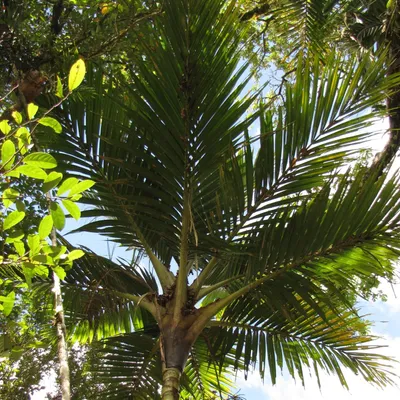 Obrázok produktu pre Cyphosperma (Cyphosperma balansae)  – 3 kusy