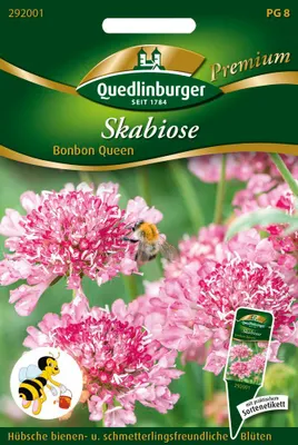 Produktbild von Skabiose Bonbon Queen | Blumensamen von Quedlinburger