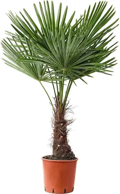 Produktbild von Frostgewöhnte Trachycarpus princeps "Marmor Hanfpalme" bis 160 cm Gesamthöhe -18 Grad