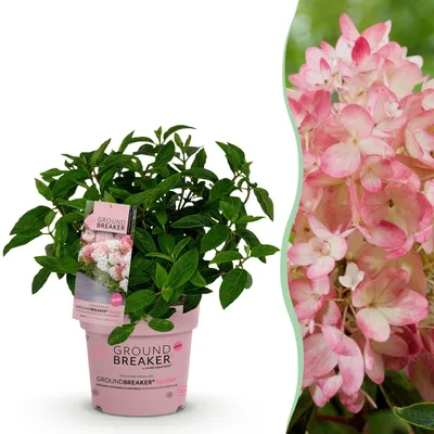 Produktbild von 20cm 14cm Gartenpflanze Balkonpflanze Strauch Staude Baum - Heckenpflanze Blush