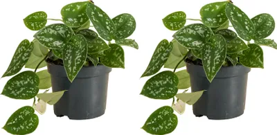 Image de Bloomique - Lot de 2 - Scindapsus Pictus - Silvervine - Plante suspendue - Convient également comme plante grimpante - Purificateur d'air - Facile d'entretien - Hauteur 15-20 cm - Pot 12 cm