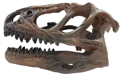 Immagine prodotto di Teschio di dinosauro in legno per la decorazione di acquari e terrari