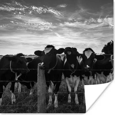 Produktbild von MuchoWow® Poster Kühe - Bauernhof - Tiere - Schwarz - Weiß 75x75 cm - Wand Dekoration