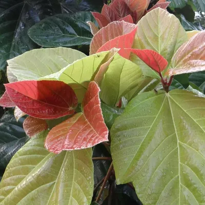 Produktbild von Elefantenohr-Feige (Ficus auriculata) - 20 Samen