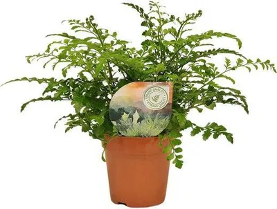 Obrázok produktu pre Paprad Asplenium parvati - izbová rastlina, priemer 12cm, výška 35cm