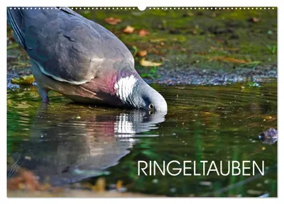Productafbeelding van Ringduiven (wandkalender 2027, formaat DIN A2, liggend), CALVENDO maandkalender