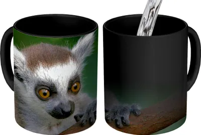 Obrázek produktu pro MuchoWow® Kouzelný pohár Zvíře - Větev - Lemur kroužkovaný 350 ml Barva měnící se pohár Dárkový nápad - foto hrnek