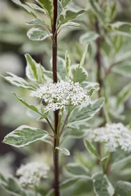 Produktbild von Cornus alba 'Elegantissima', Hartriegel, weißbunt, 40–60 cm