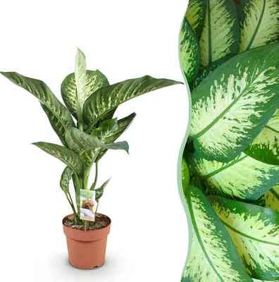 Image de Green boutiQ - Plantes d'intérieur - Diefenbachia Tropic Snow - Dieffenbachia - Peu d'entretien - Panaché - 1 Plante - Pot 21cm - Hauteur 90-100cm