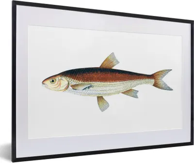 Produktbild von MuchoWow® MuchoWow® Gerahmtes Poster Fische - Karpfen - Realismus 60x40 cm - Poster mit zchwarzem Bilderrahmen - Schlafzimmer - Plakat in Rahmen - Drucken