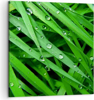 Produktbild von Bild auf Leinwand - Leinwandbild - Natur Gras Wasser Tropfen - 50x50cm - Wand Bild - Wanddeko - Leinwanddruck - Bilder - Kunstdruck - Wanddekoration - Leinwand bilder - Wandkunst - AC50x50-1562