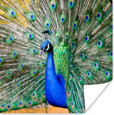 Produktbild von MuchoWow® Poster Pfau - Federn - Blau 75x75 cm - Wand Dekoration