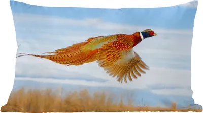 Produktbild von MuchoWow® Zierkissen Sofakissen Wohnzimmer Dekokissen 50x30 cm Fasan - Federn - Vogel - Wohnzimmerdekoration - Polster mit Photo