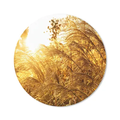 Produktbild von MuchoWow® Mauspad Mousepad Pampasgras - Sonne - Gras 40x40 cm - Mousepads - Maus Mat - Pad - Mausunterlage - Schreibtisch Accessoires