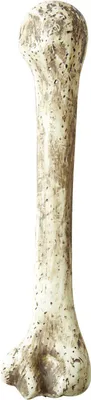 Produktbild von Deko Knochen Steinzeit Riesenknochen 39 cm