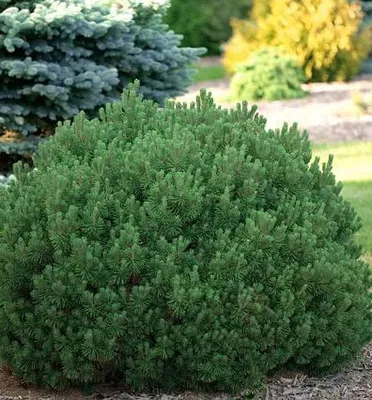 Produktbild von Bergkiefer ´PUMILIO´ 10-15 cm, Cont. 2 l