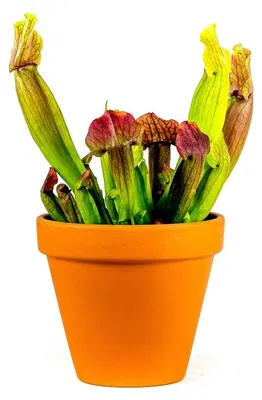 Obrázok produktu pre Gardners Sarracenia mix, priemer 9 cm
