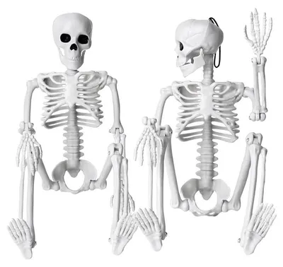 Image de 2 décorations de squelette d'Halloween avec articulations mobiles