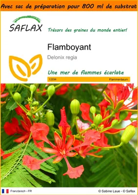 Image de SAFLAX Garden in the bag - Flamboyant - 6 graines - Delonix