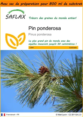 Image de SAFLAX Garden in the bag - Pin ponderosa - 20 graines - Pinus