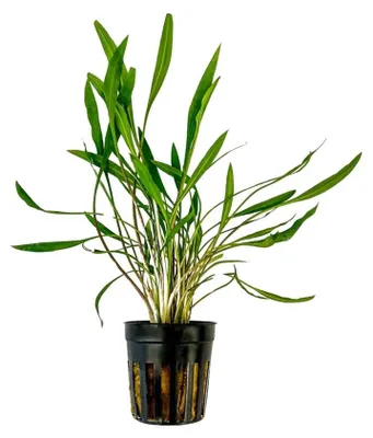 Produktbild von Aquarium Pflanze Cryptocoryne pink panther Wasserpflanzen Deko AquaOne Nr.309P