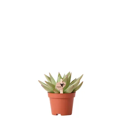 Zdjęcie produktu dla Kolibri Greens – zielona roślina sukulentowa Echeveria Miranda, doniczka o średnicy 6 cm, świeża roślina doniczkowa prosto ze szkółki