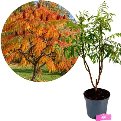 Produktbild von Rhus typhina 'Dissecta' – Essigbaum, ca. 60 cm, 5-Liter-Topf