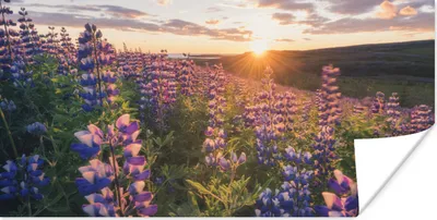 Produktbild von MuchoWow® Poster Lupine - Sonne - Lila 120x60 cm - Bild