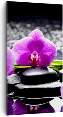 Produktbild von Bild auf Leinwand - Leinwandbild - Orchidee Natur Wasser Blume - 55x100cm - Wand Bild - Wanddeko - Leinwanddruck - Bilder - Kunstdruck - Wanddekoration - Leinwand bilder - Wandkunst - PA55x100-2658
