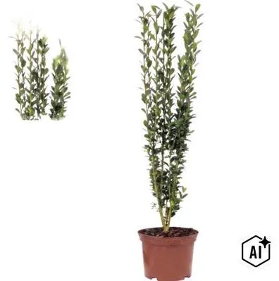 Obrázek produktu pro Cesmína japonská sloupovitá FloraSelf Ilex crenata 'Fastigiata' 30-40 cm květináč 2 l