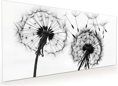 Produktbild von Küchenrückwand Spritzschutz Glas mit Motiv Pusteblumen 40 x 40 cm