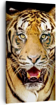 Produktbild von Bild auf Leinwand - Leinwandbild - tiger tier - 55x100cm - Wand Bild - Wanddeko - Wandbilder - Leinwanddruck - Bilder - Kunstdruck - Wanddekoration - Leinwand bilder - Wandkunst - PA55x100-4103