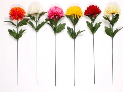 Produktbild von Chrysantheme, Blume, Herbst, X1, 8,5 cm, 40 cm