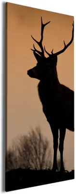 Produktbild von Wallario Premium Leinwandbild Rothirsch am Abend in Größe 60 x 150 cm