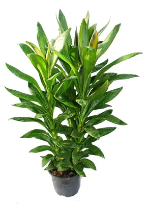 Obrázek produktu pro Cordyline fruticosa, lilie klubkatá, zelená, v 19cm květináči