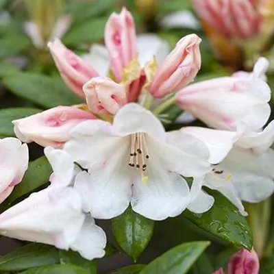 Immagine prodotto di Rododendro 'Grumpy' | 30-40 cm in vaso